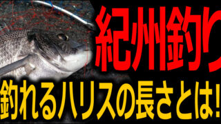 紀州だんご釣りのハリスの長さでチヌの釣果が変わる 正解は1ヒロ 釣りとキャンプのマガジンblue S