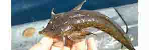 大黒海釣り施設で釣れる魚メゴチ