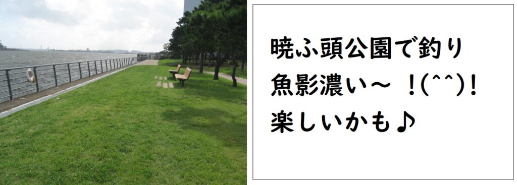 暁ふ頭公園で釣り シーバスの釣果がすごいぞ サビキでアジのポイントも 釣りとキャンプのマガジンblue S