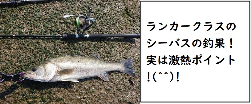 潮見さざなみ公園の釣り場はシーバス クロダイの釣果 ポイントや釣り方紹介 釣りとキャンプのマガジンblue S